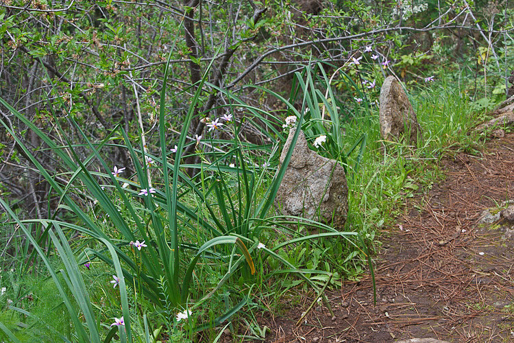 Romulea grandiscapa Baker La Palma