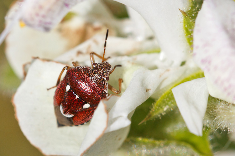 Pentatomidae rosso bordeaux? Stagonomus amoenus