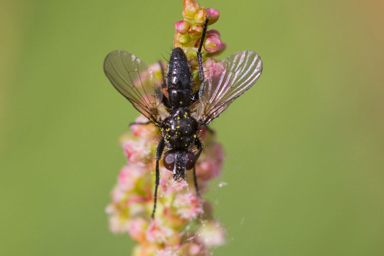 Acyglossa atramentaria (Anthomyiidae)