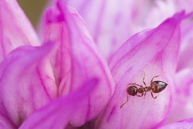 Piccolissima formica in un''orchidea: Crematogaster sordidula