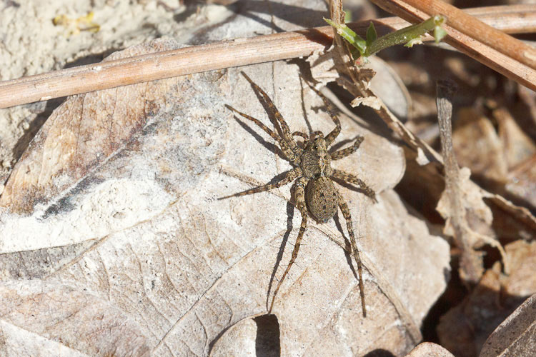 Pardosa sp. - Barisciano (AQ)