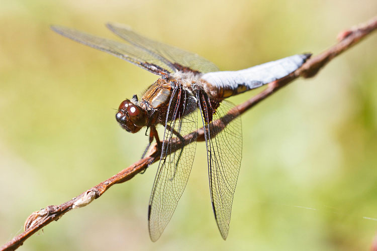 Libellula depressa?