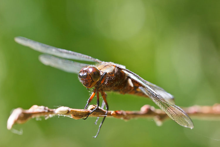 Libellula depressa?