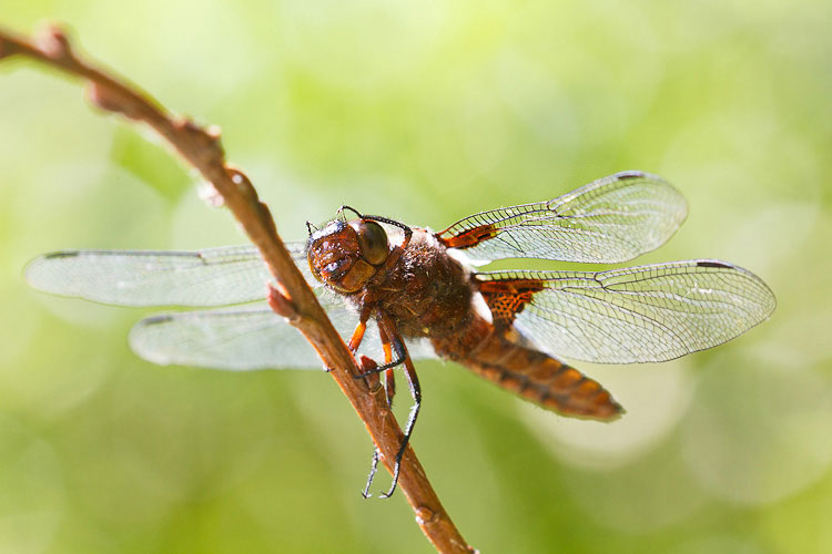 Libellula depressa?