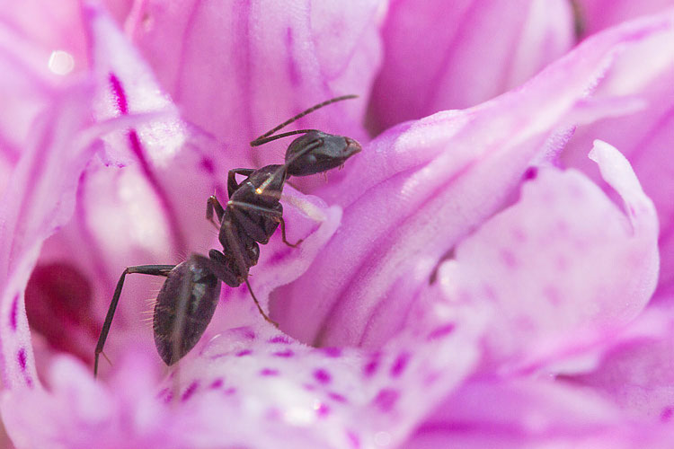 Camponotus (Tanaemyrmex) aethiops