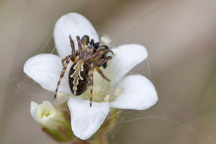 Aculepeira ceropegia - L''Aquila (AQ)