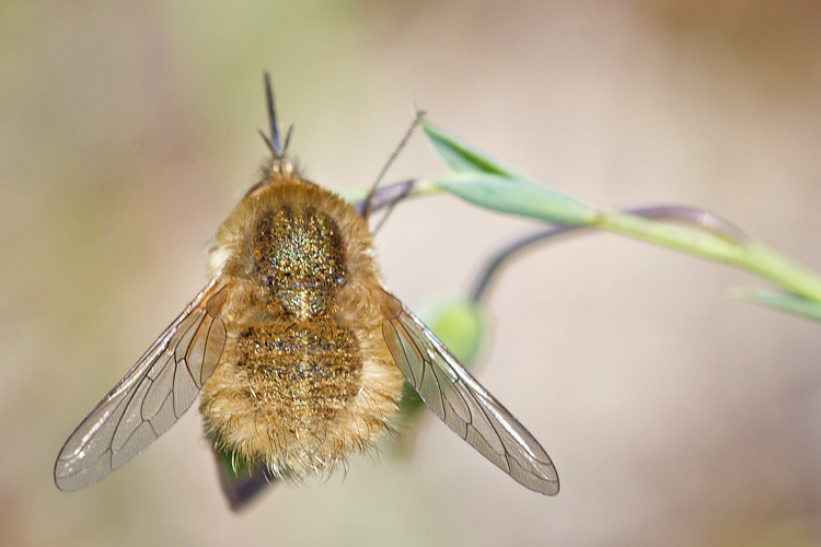 Bombyliidae pacioccoso