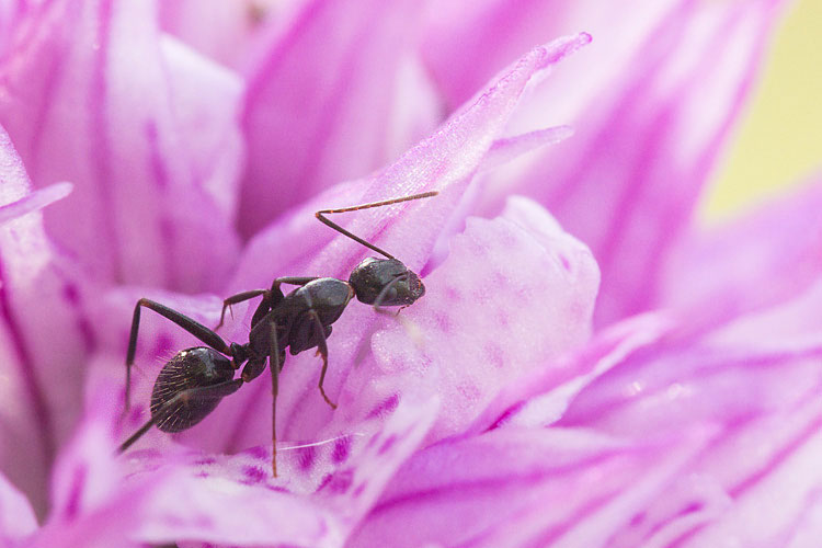 Camponotus (Tanaemyrmex) aethiops