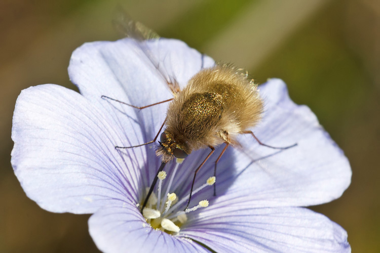 Bombyliidae pacioccoso