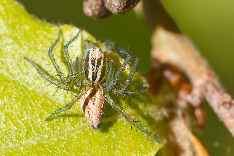 Oxyopes lineatus - Barisciano (AQ)