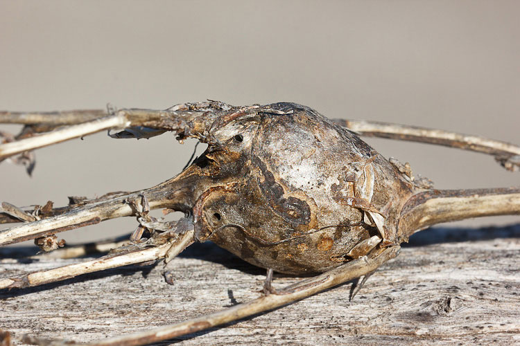 Galla su pianta erbacea (Cecidomyidae?)