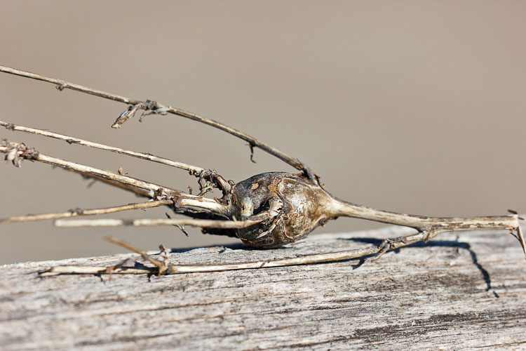 Galla su pianta erbacea (Cecidomyidae?)