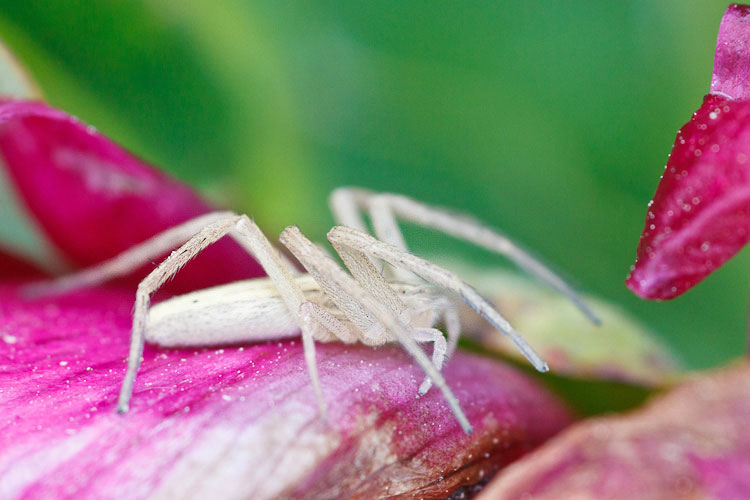 Tibellus sp. - Campo Imperatore (AQ)