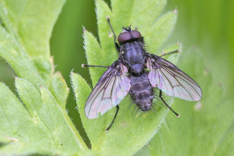 Dittero di BioBlitz 3