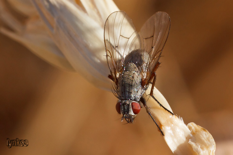 E'' un Anthomyiidae?