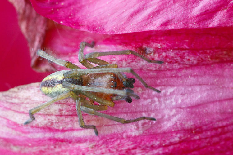 Cheiracanthium cf. erraticum - Campo Imperatore (AQ)