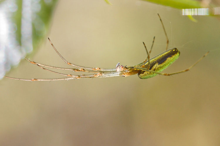 Tetragnatha sp. -