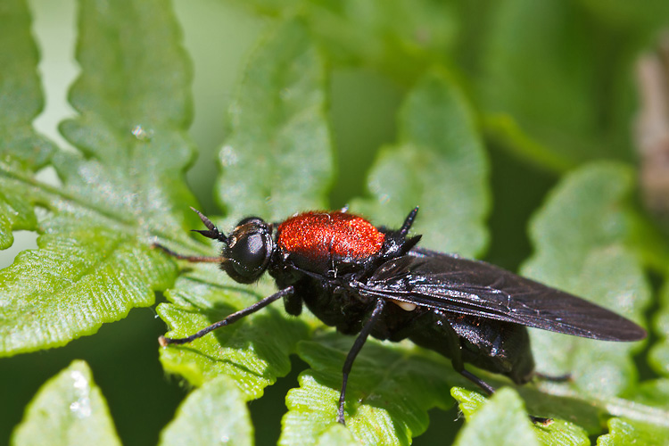 Spettacolare dittero rosso/nero