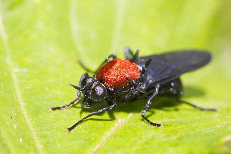 Spettacolare dittero rosso/nero