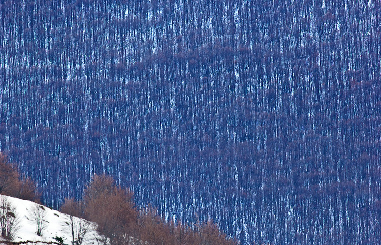 Alberi d''inverno... un invito