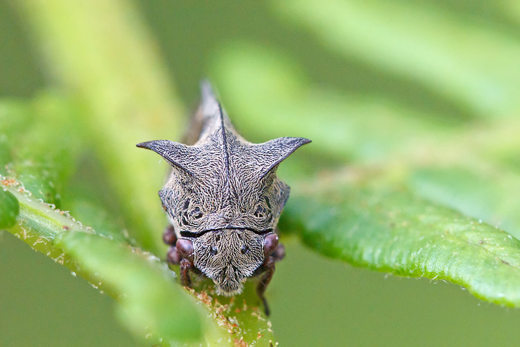 Centrotus cornutus Majella