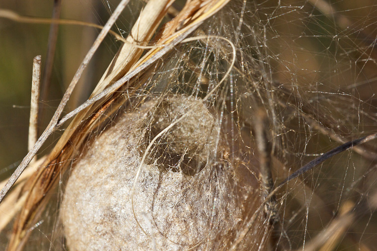 Ovisacco di Argiope bruennichi - Barisciano (AQ)