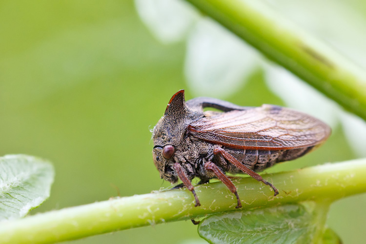 Centrotus cornutus Majella