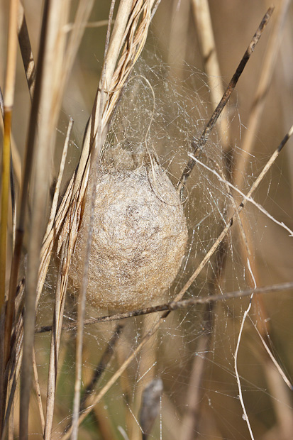 Ovisacco di Argiope bruennichi - Barisciano (AQ)