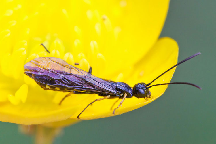 Potrebbe essere un Cephidae?