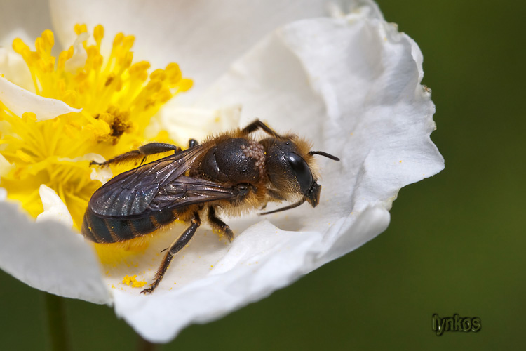 Due Apidae Andreninae? Forse Osmia sp. (Apidae Megachilinae)