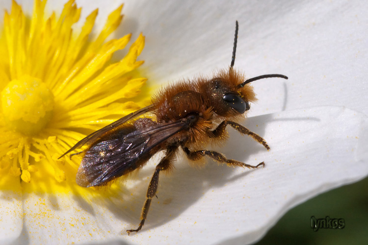 Due Apidae Andreninae? Forse Osmia sp. (Apidae Megachilinae)