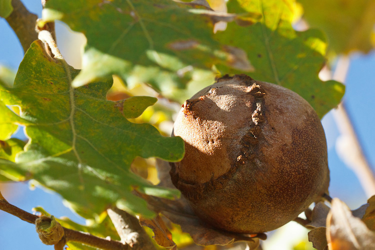 Tre galle su quercia