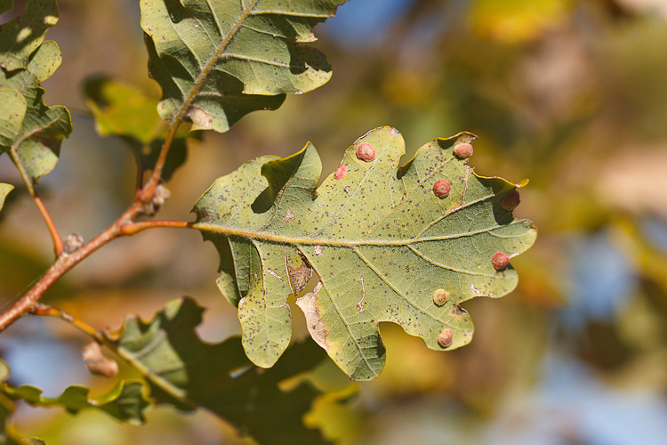 Tre galle su quercia