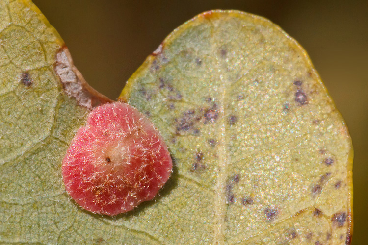 Tre galle su quercia