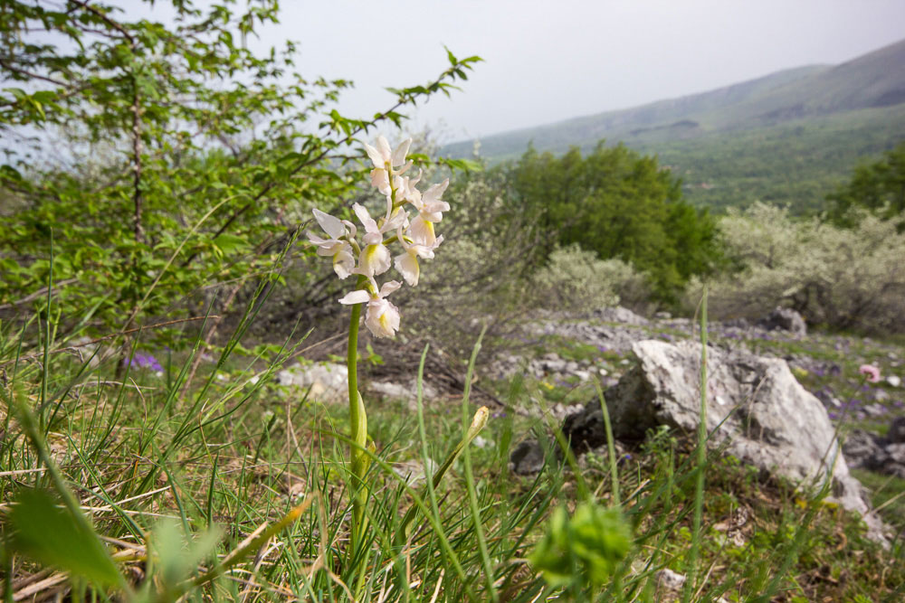 Orchis x colemanii