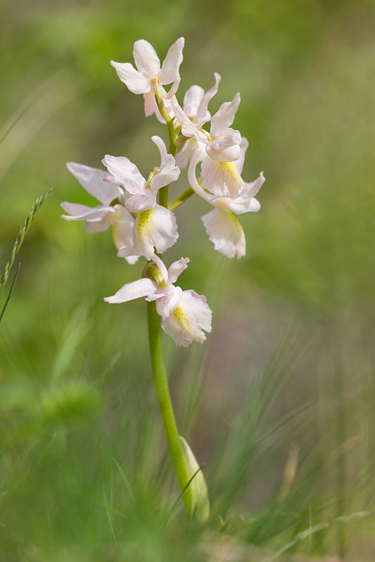 Orchis x colemanii