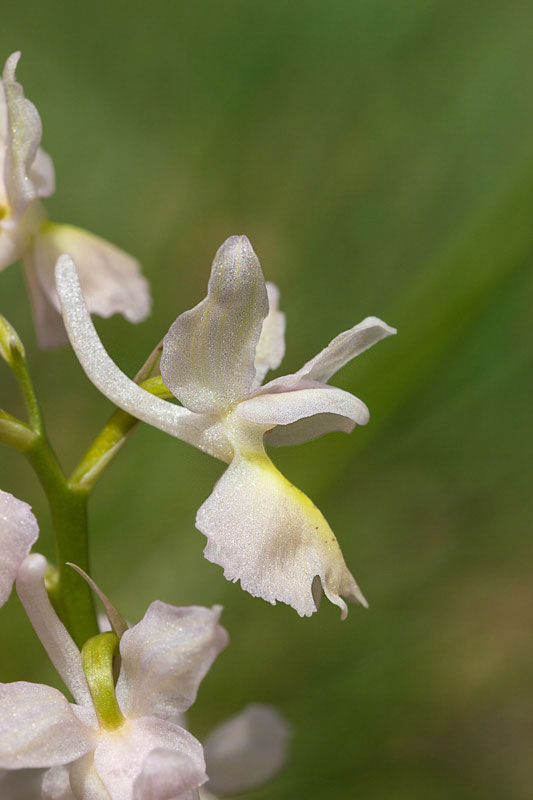 Orchis x colemanii