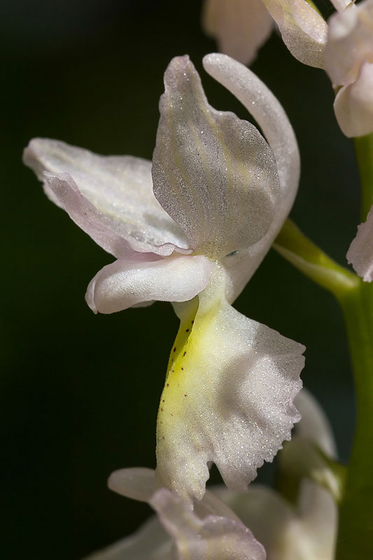 Orchis x colemanii