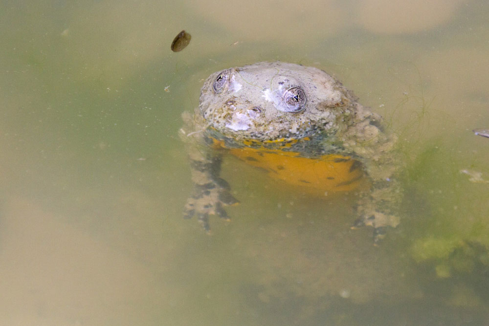 Bombina pachypus - Ululone appenninico