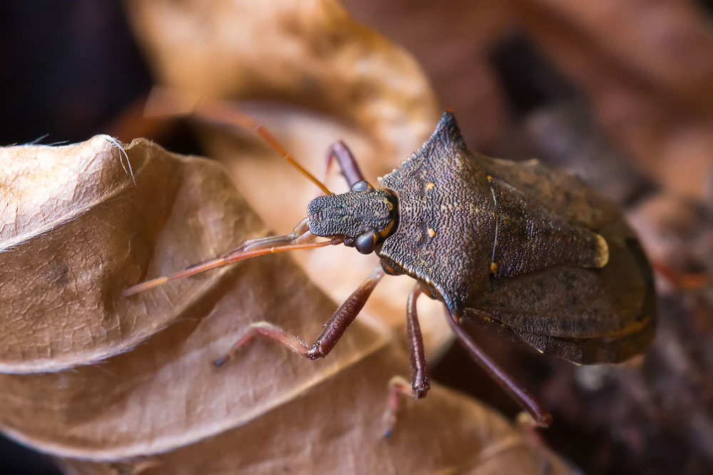 Picomerus bidens, Carpocoris pudicus e Dolycoris baccarum