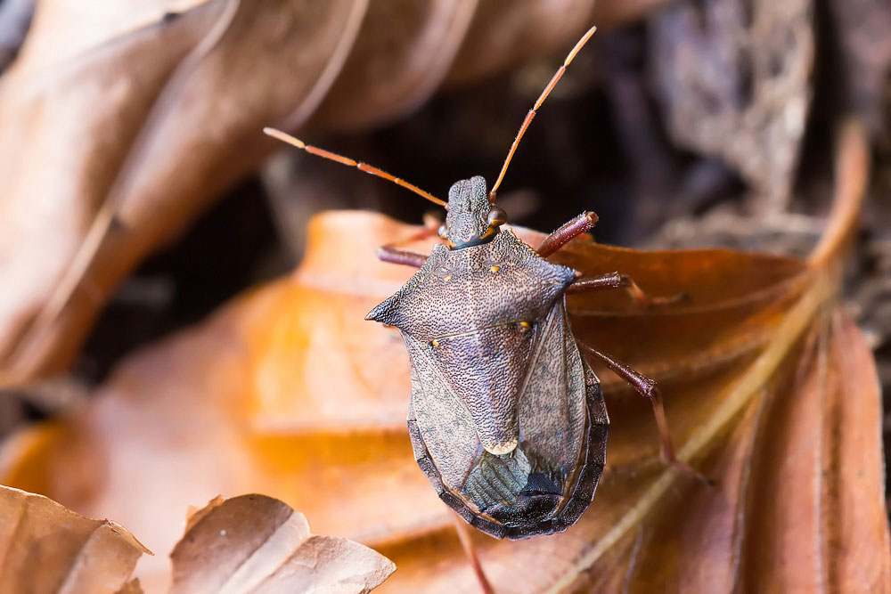 Picomerus bidens, Carpocoris pudicus e Dolycoris baccarum