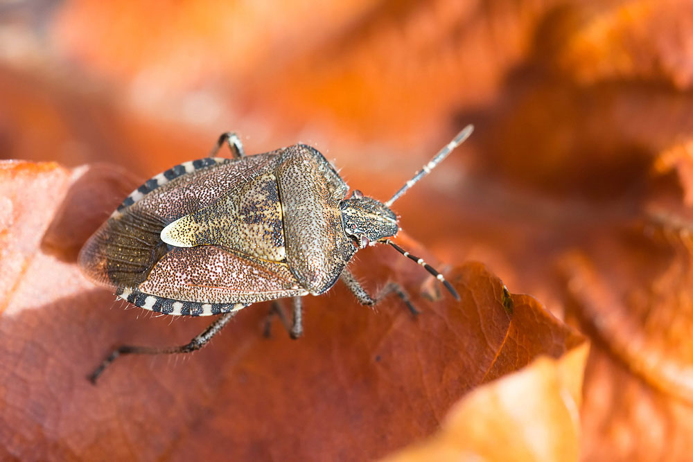 Picomerus bidens, Carpocoris pudicus e Dolycoris baccarum