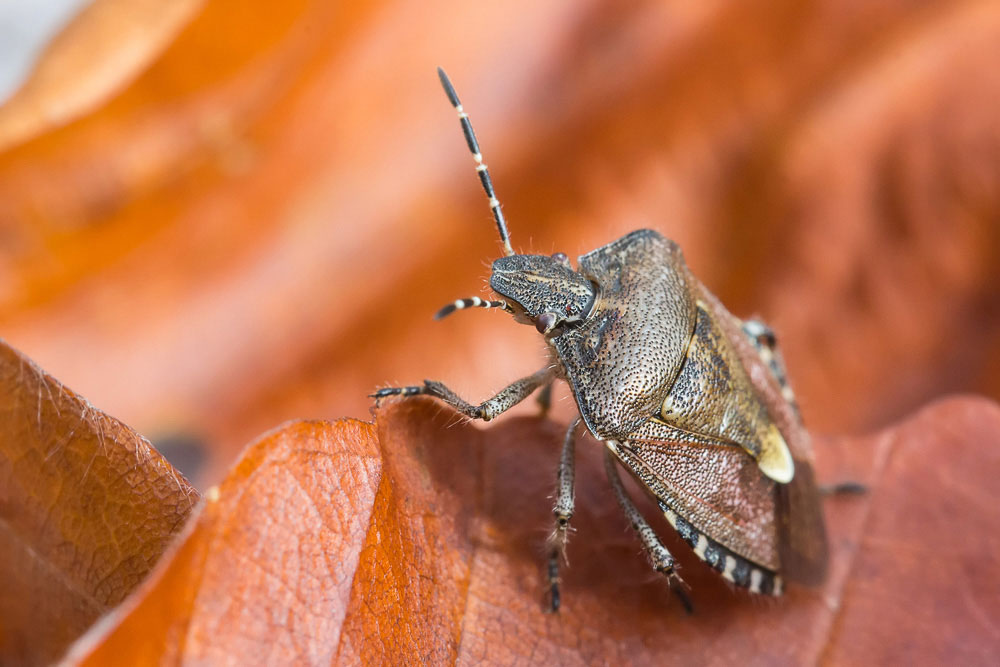 Picomerus bidens, Carpocoris pudicus e Dolycoris baccarum