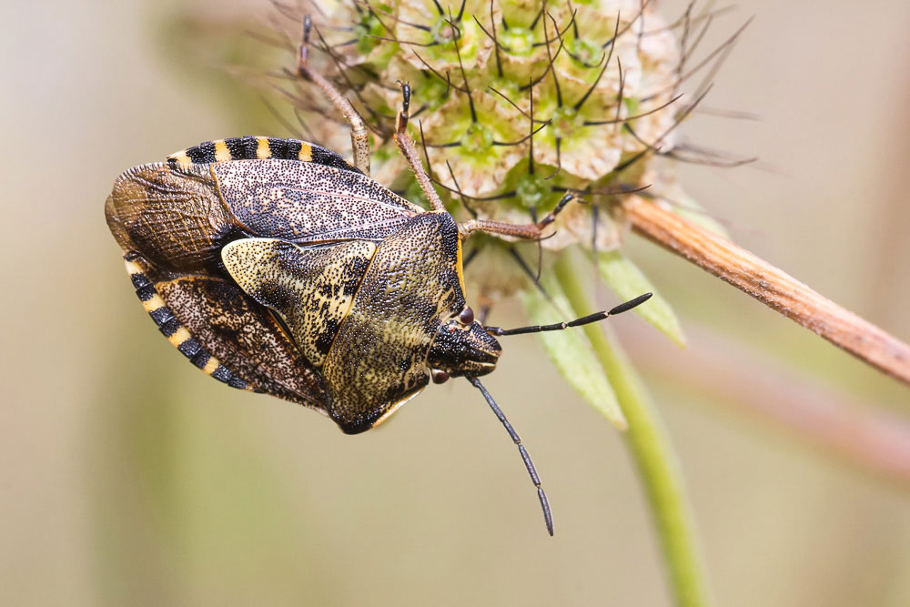 Picomerus bidens, Carpocoris pudicus e Dolycoris baccarum