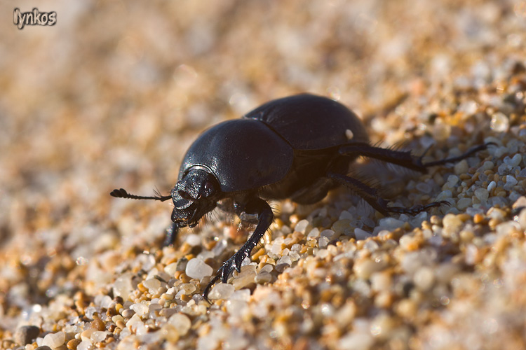 Jekelius (Geotrupidae) di spiaggia