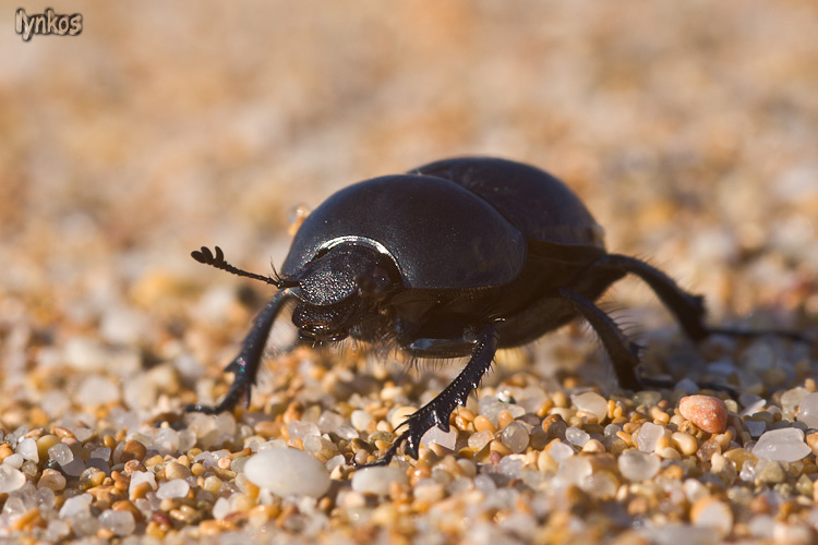 Jekelius (Geotrupidae) di spiaggia