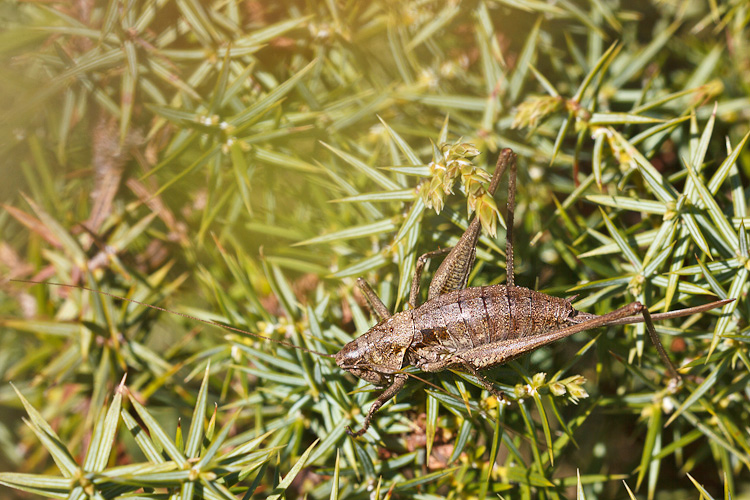 Tettigoniidae nell''ultimo sole