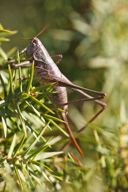 Tettigoniidae nell''ultimo sole