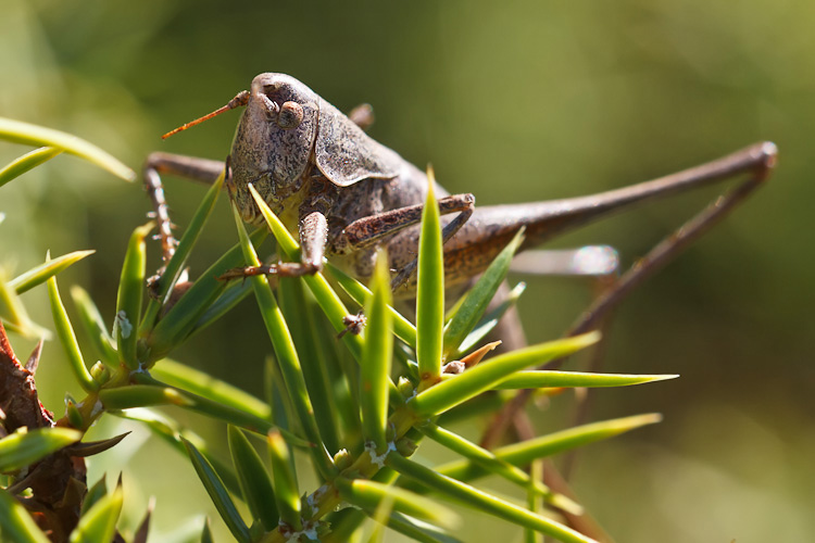 Tettigoniidae nell''ultimo sole