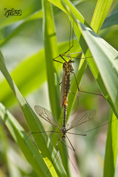 Coppia di Tipulidae